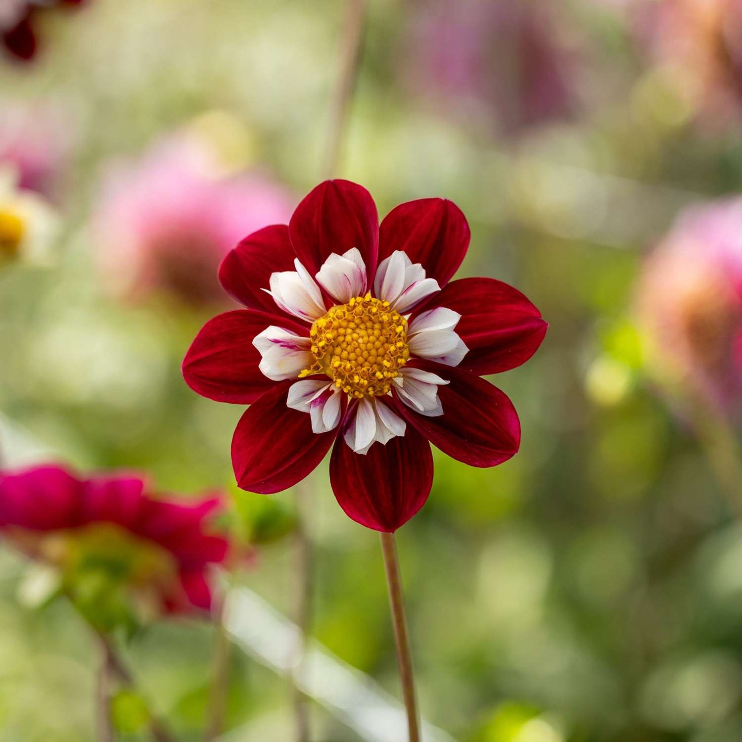 Dahlie 'Mary Evelyn'